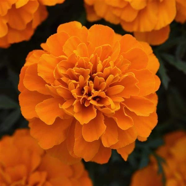 Marigold ( Yellow - (Gulail Phool) Zendu - 250 gm - Flowers | Buy online on ZillyBuy