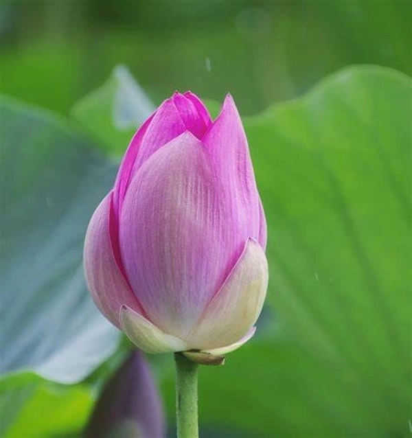 Lotus - (Kamal) - 2 Pc - Flowers | Buy online on ZillyBuy