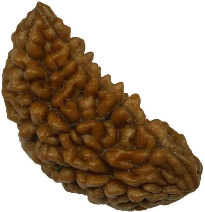 1 Mukhi Rudraksha - Pooja Needs | Buy online on ZillyBuy