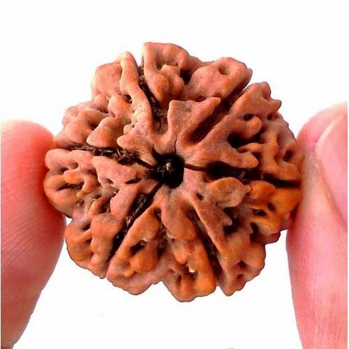 6 mukhi rudraksha - Pooja Needs | Buy online on ZillyBuy