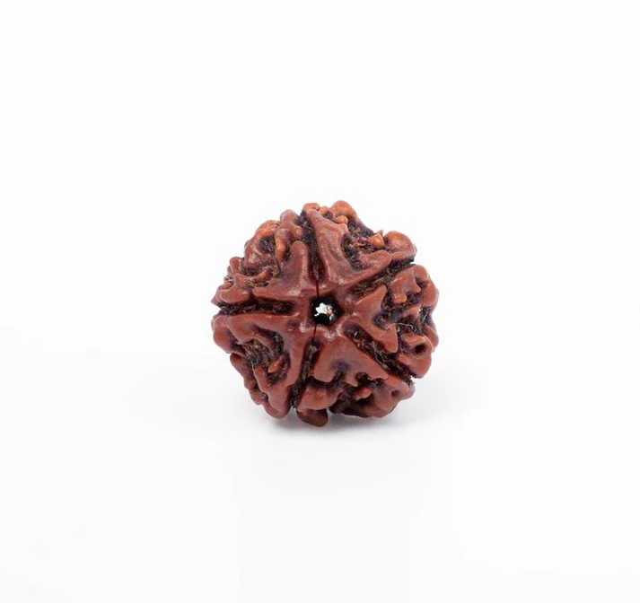 5 Mukhi Rudraksha - Pooja Needs | Buy online on ZillyBuy