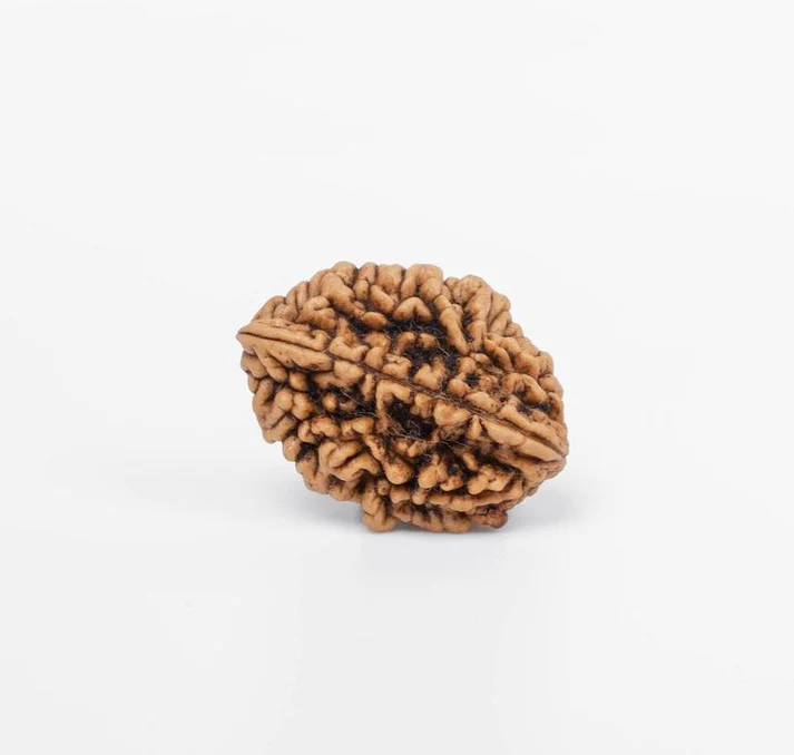 1 Mukhi Rudraksha with Certificate - Pooja Needs | Buy online on ZillyBuy